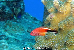 Hawkfish by Nicole Shrader 